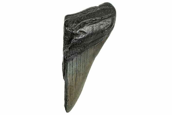Partial Fossil Megalodon Tooth - South Carolina #328991